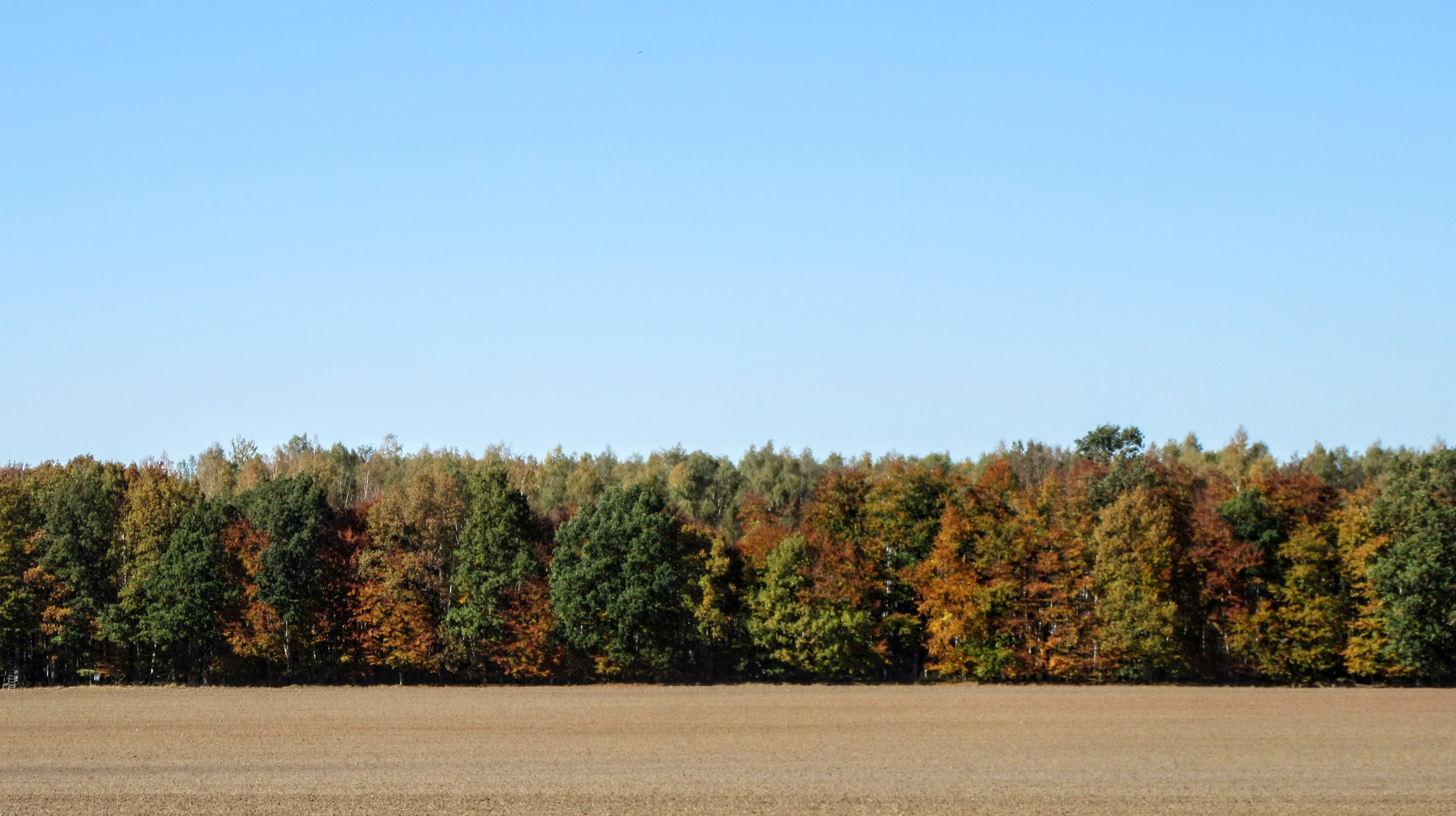 Background For Rendering With Trees X3droad