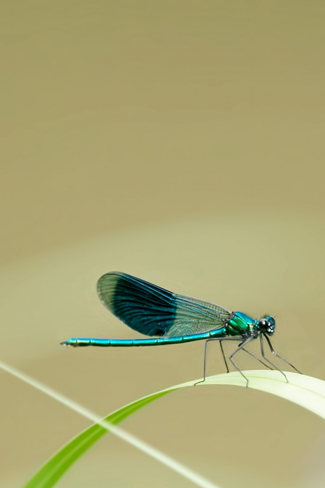 Little Blue Dragonfly iPhone Wallpaper