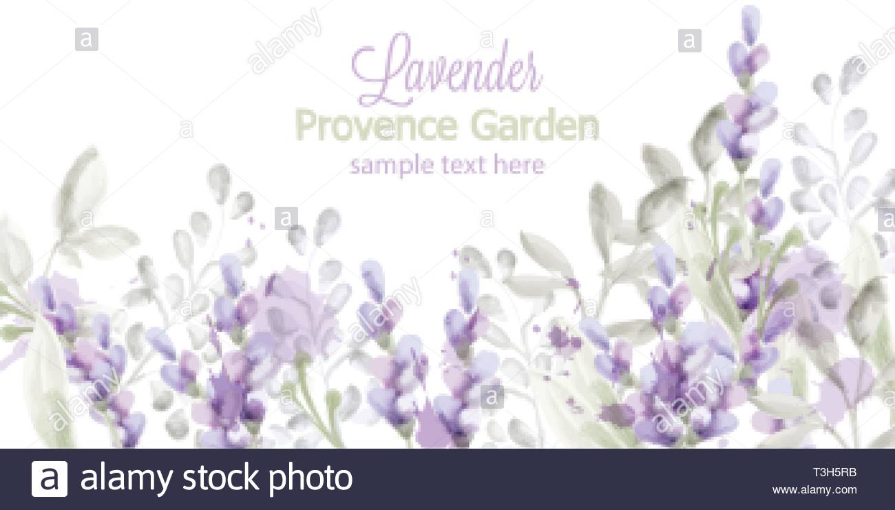 Lavender Card Vector Watercolor Provence Flowers Banner