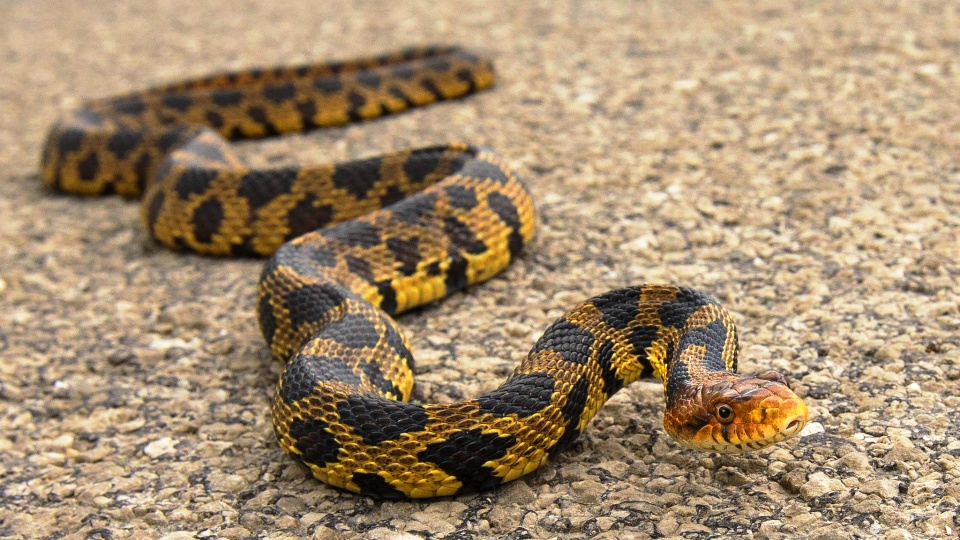 Pythons Snake 960 x 540 Download Close