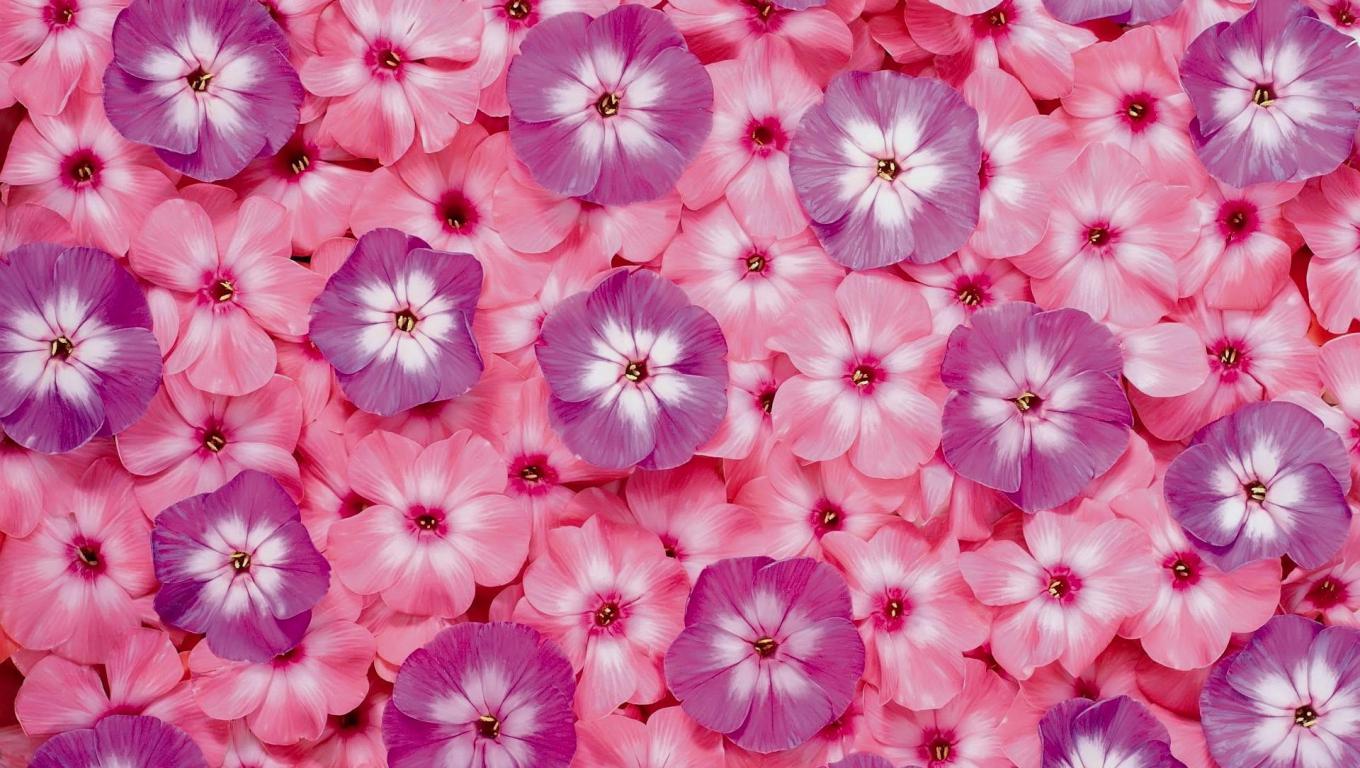 Flower Desktop Background Pictures With Pink And Purple Flowers HD