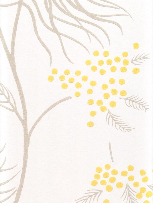Mimosa Wallpaper With Yellow Berries Grey Leaves On A White