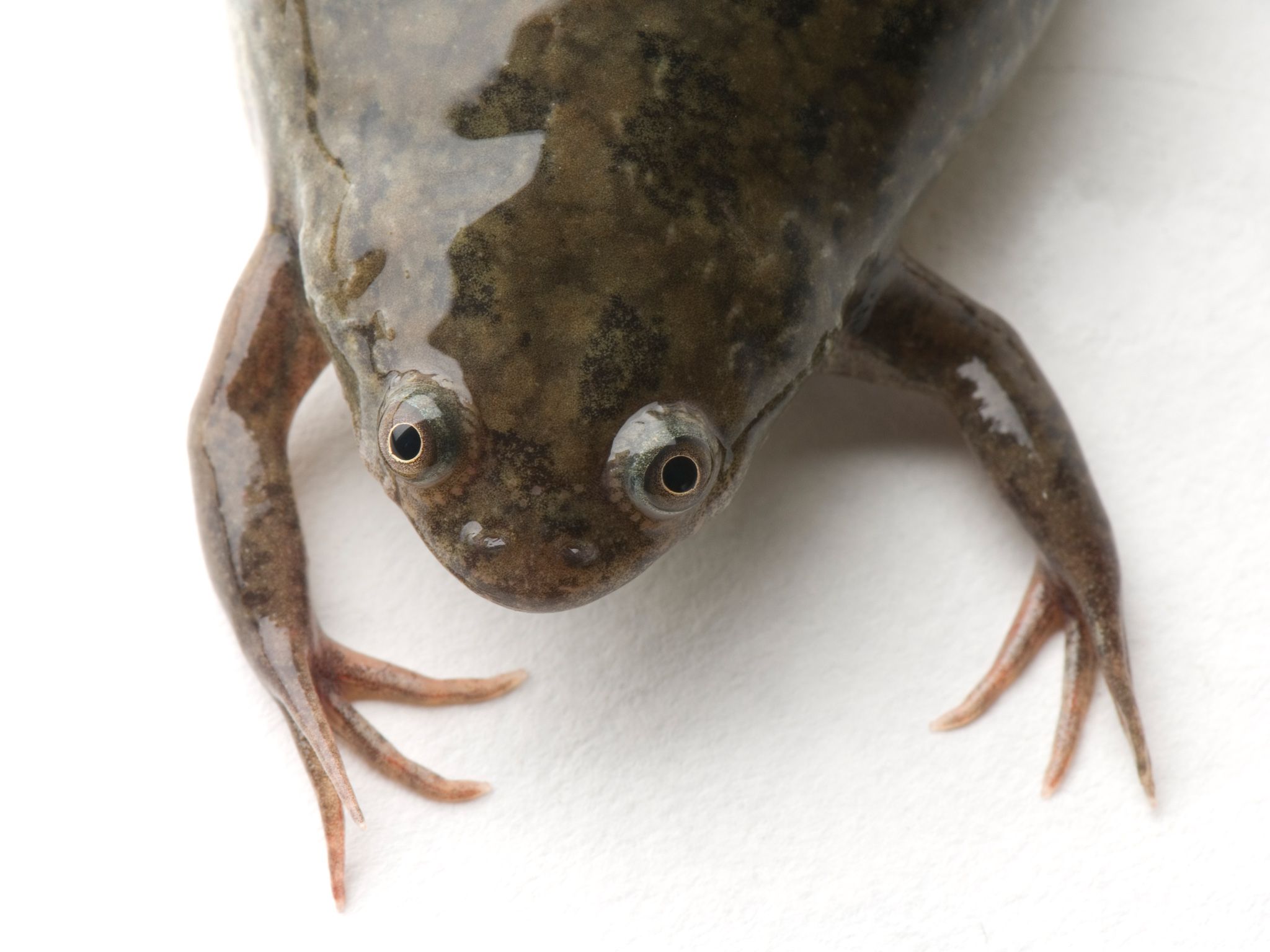 African Clawed Frog Wallpaper Find Best