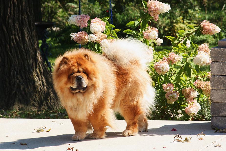 Chow And Flowers Photo Wallpaper Beautiful