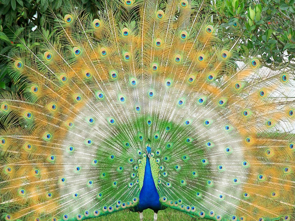 Beautiful Wallpaper For Desktop Peacock HD