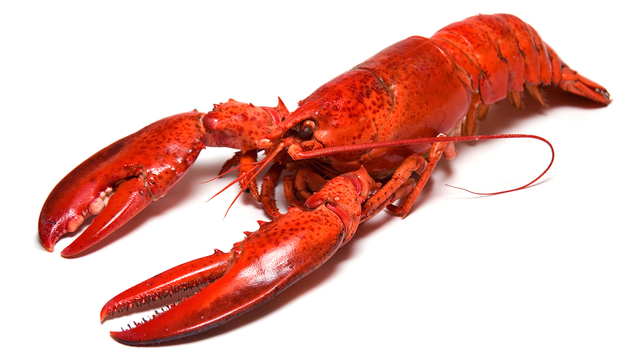 The History Cook Lobster S Humble Beginnings Financial Times