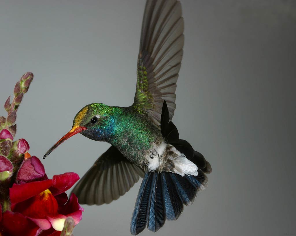 Hummingbird Wallpaper Pictures