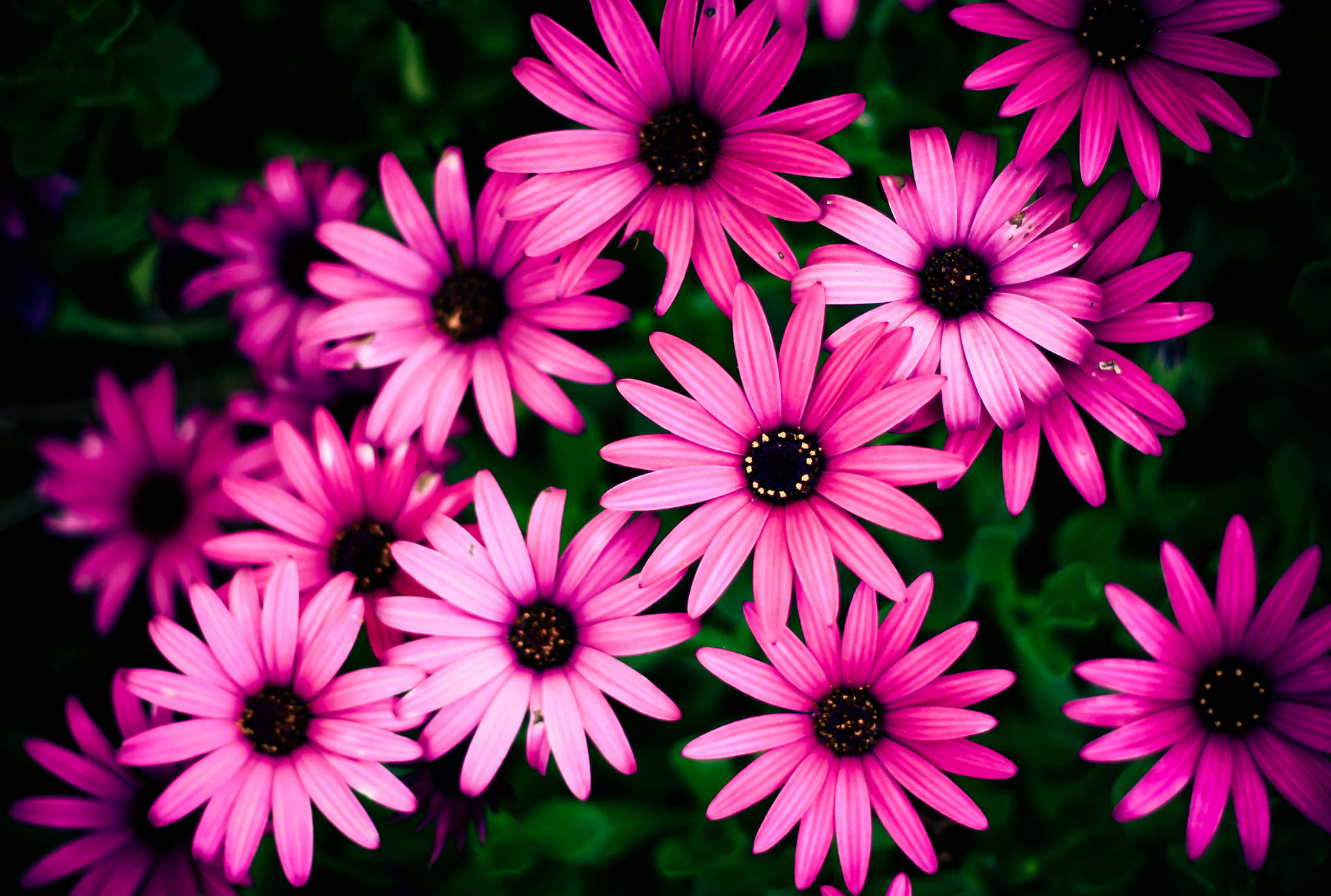 Daisy Wallpaper