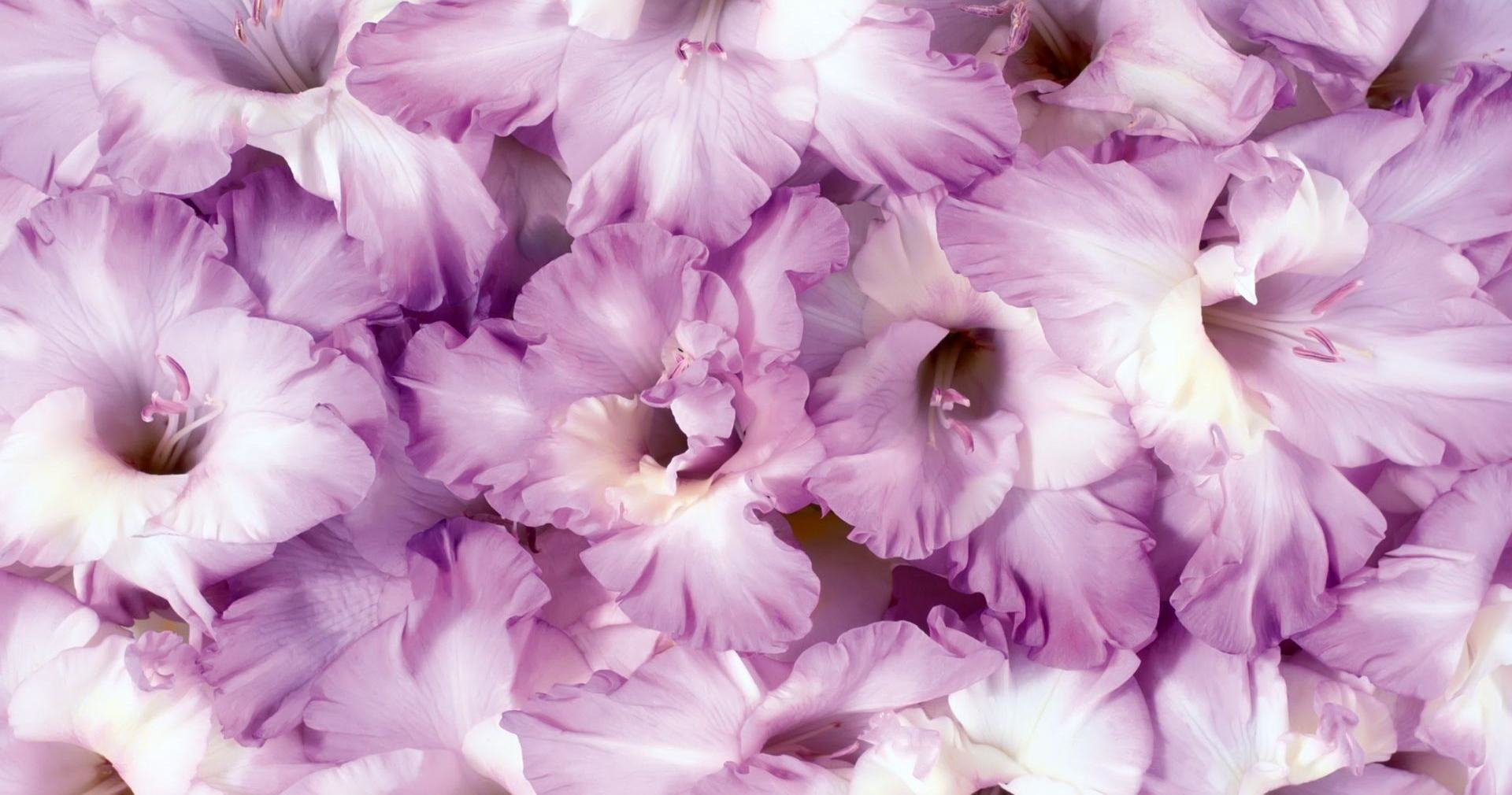 Purple Gladiolus