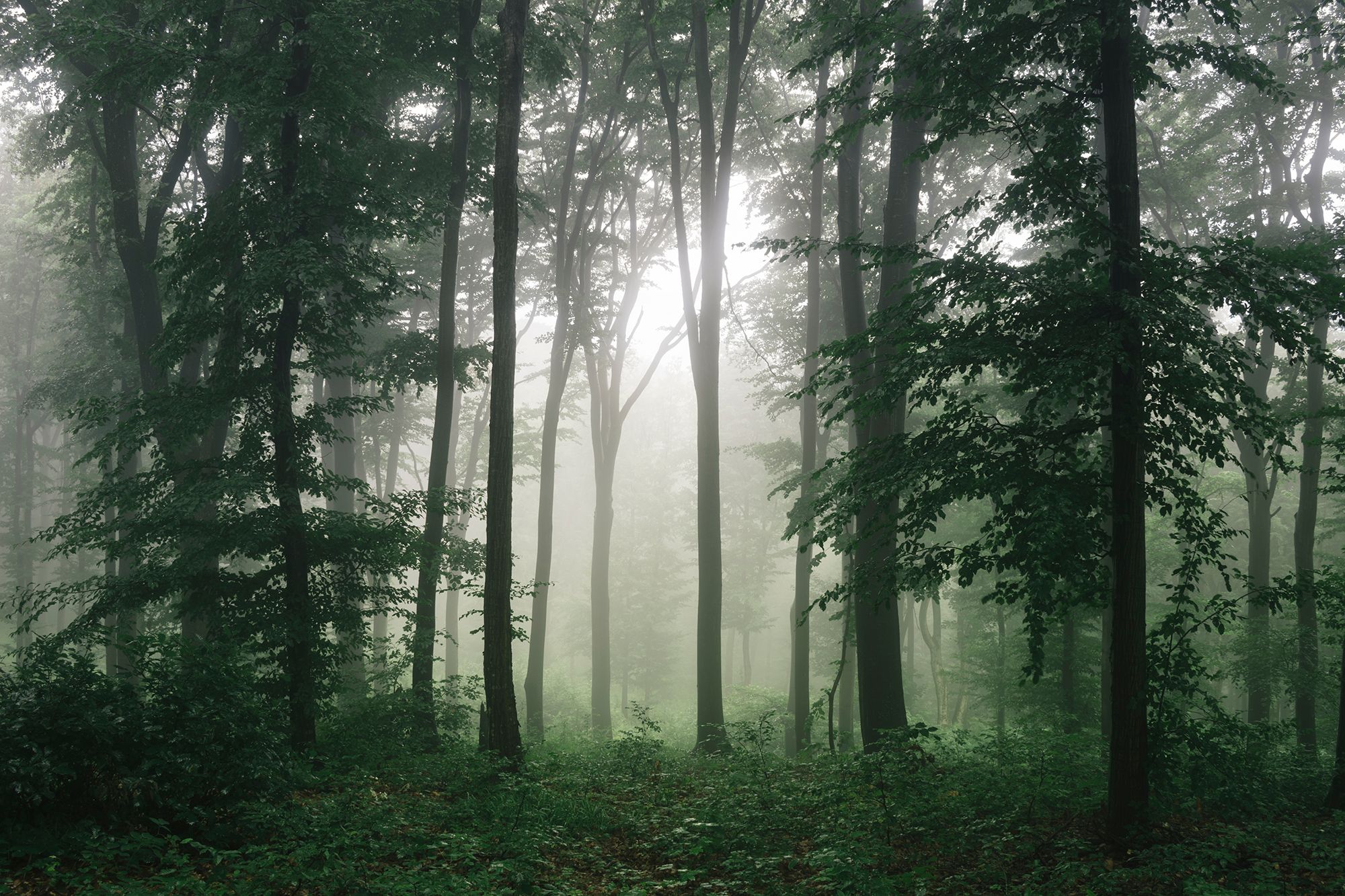 Dark Green Forest Wallpaper