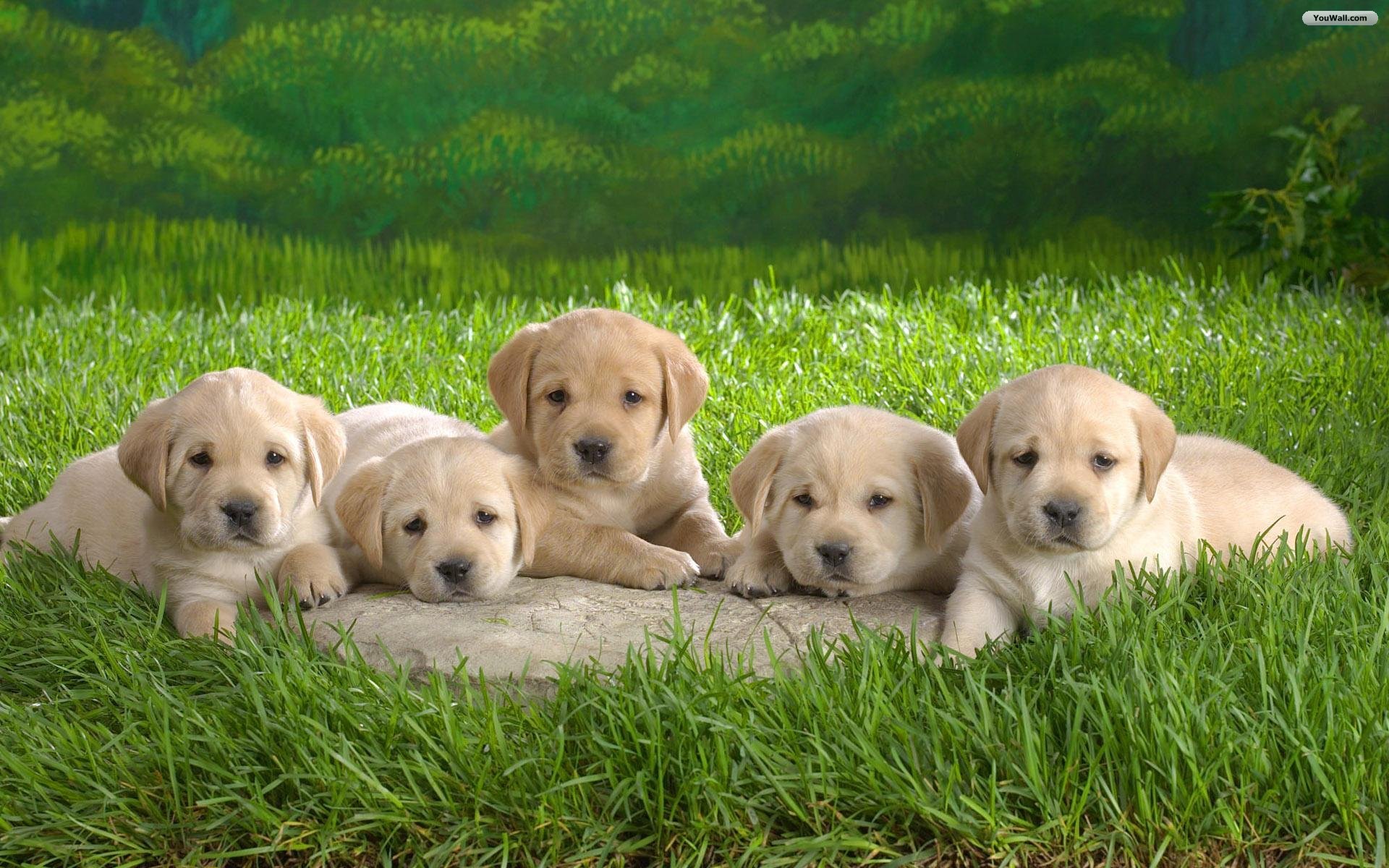 Youwall Cute Puppies Wallpaper