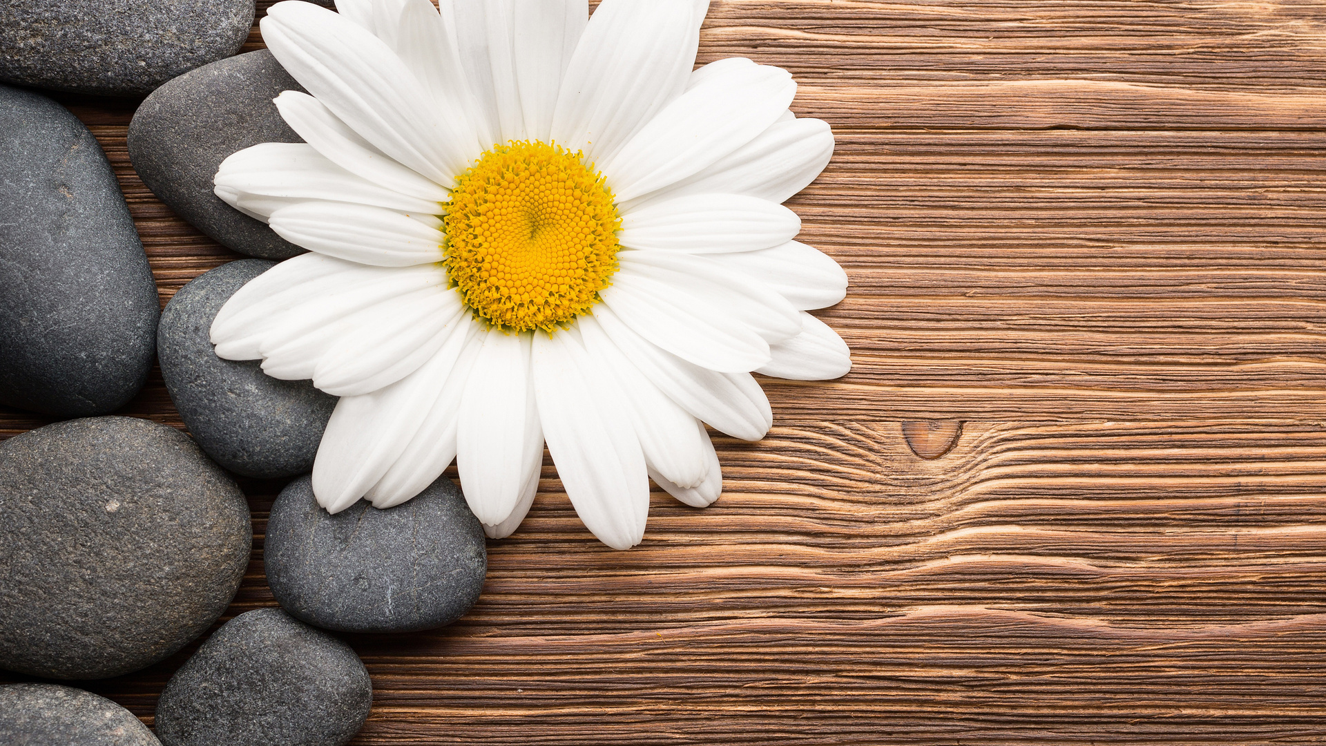 Camomiles Stones White Flower 4k Laptop Full HD 1080p Wallpaper Image