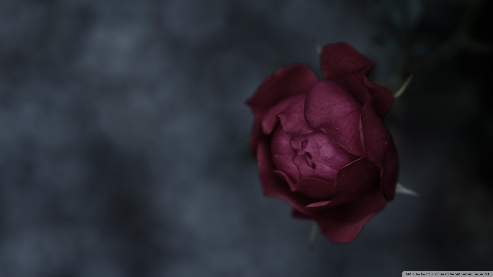 Black Rose Flower Wallpaper