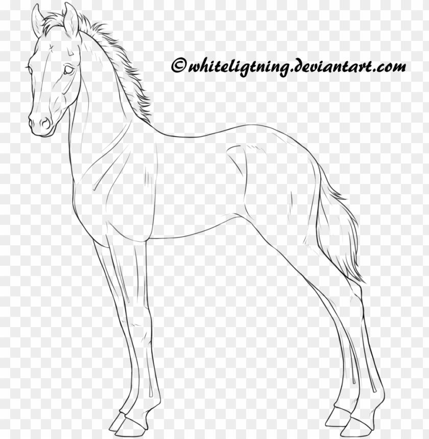 Horse Lineart Drawing Foal Png Image With Transparent