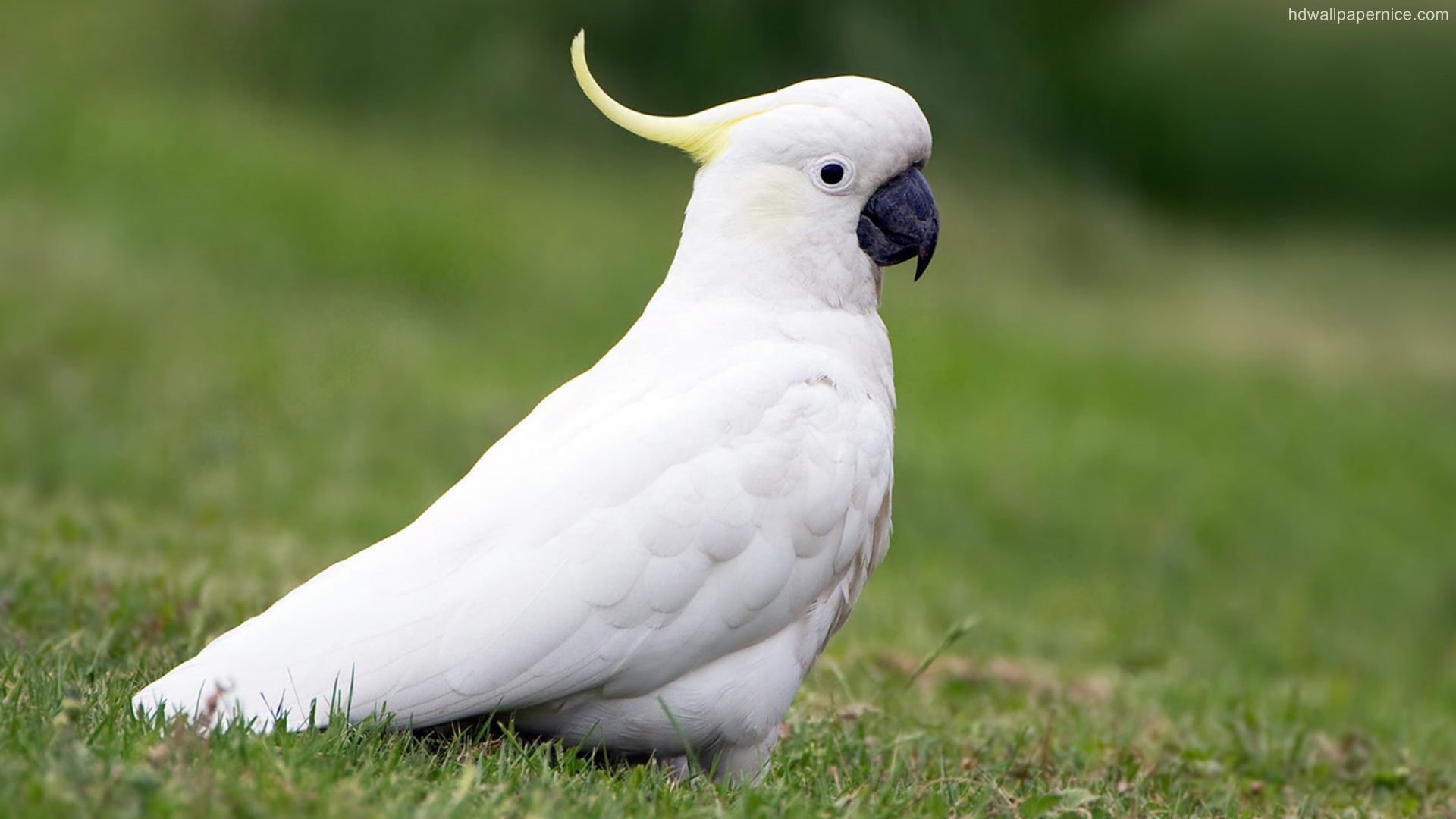 Cockatoo White Parrot HD Wallpaper Wallpaperpick