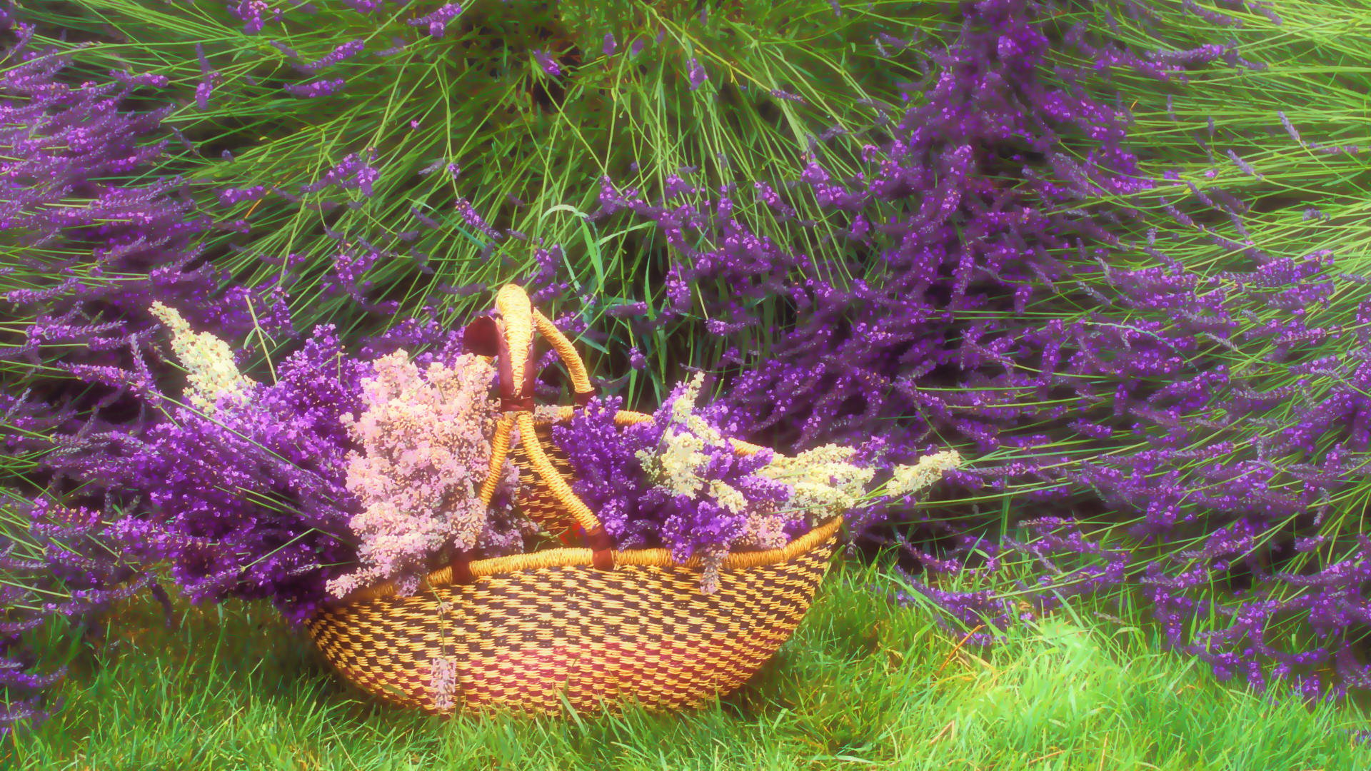 Lavender Purple Flowers On Farm Wallpaper