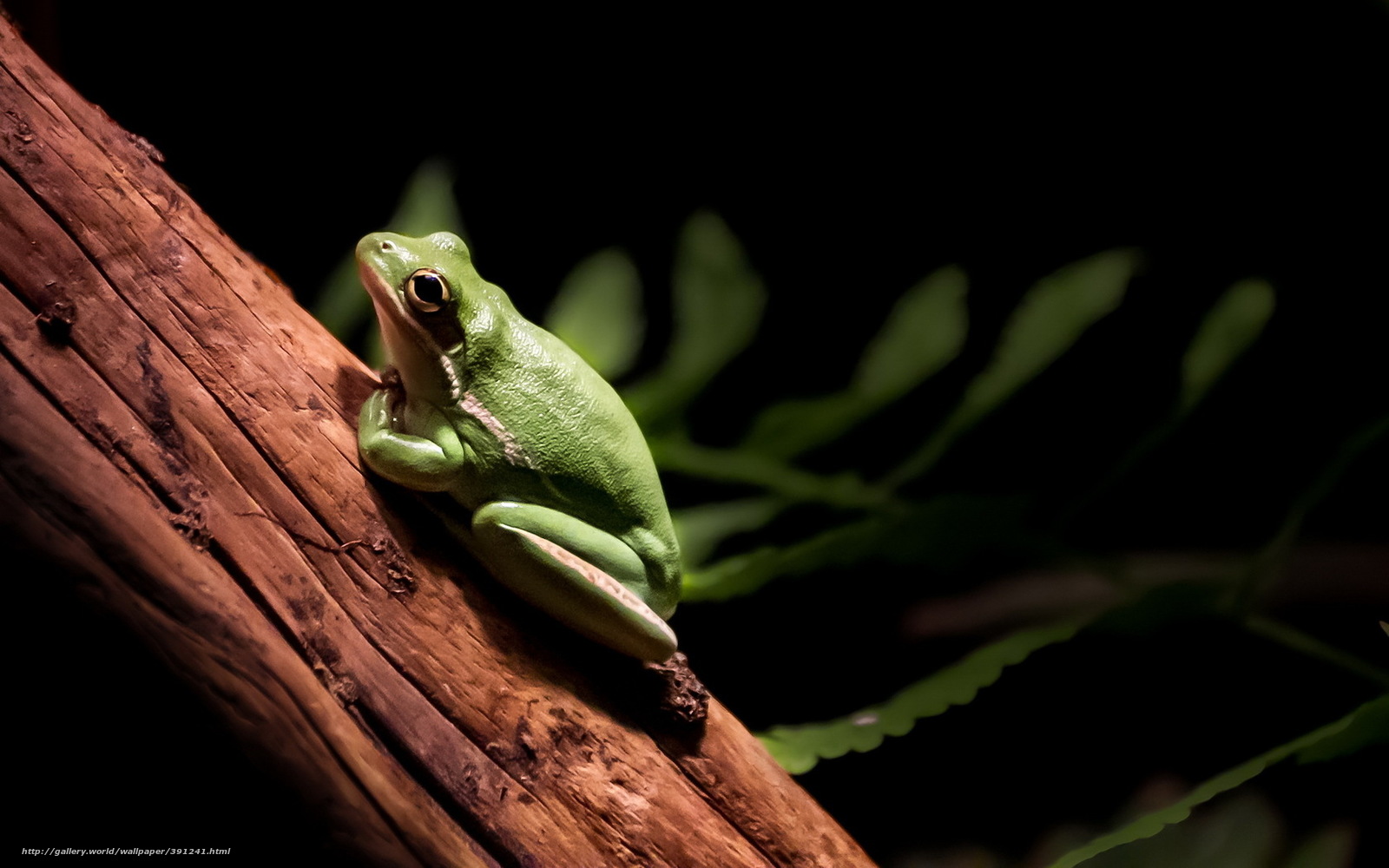 Wallpaper Frog Nature Background Desktop In