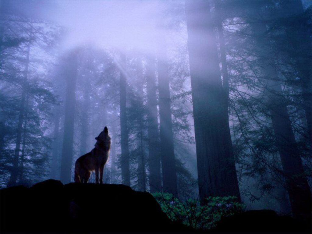 Howling Wolf Wallpaper HD In Animals Imageci