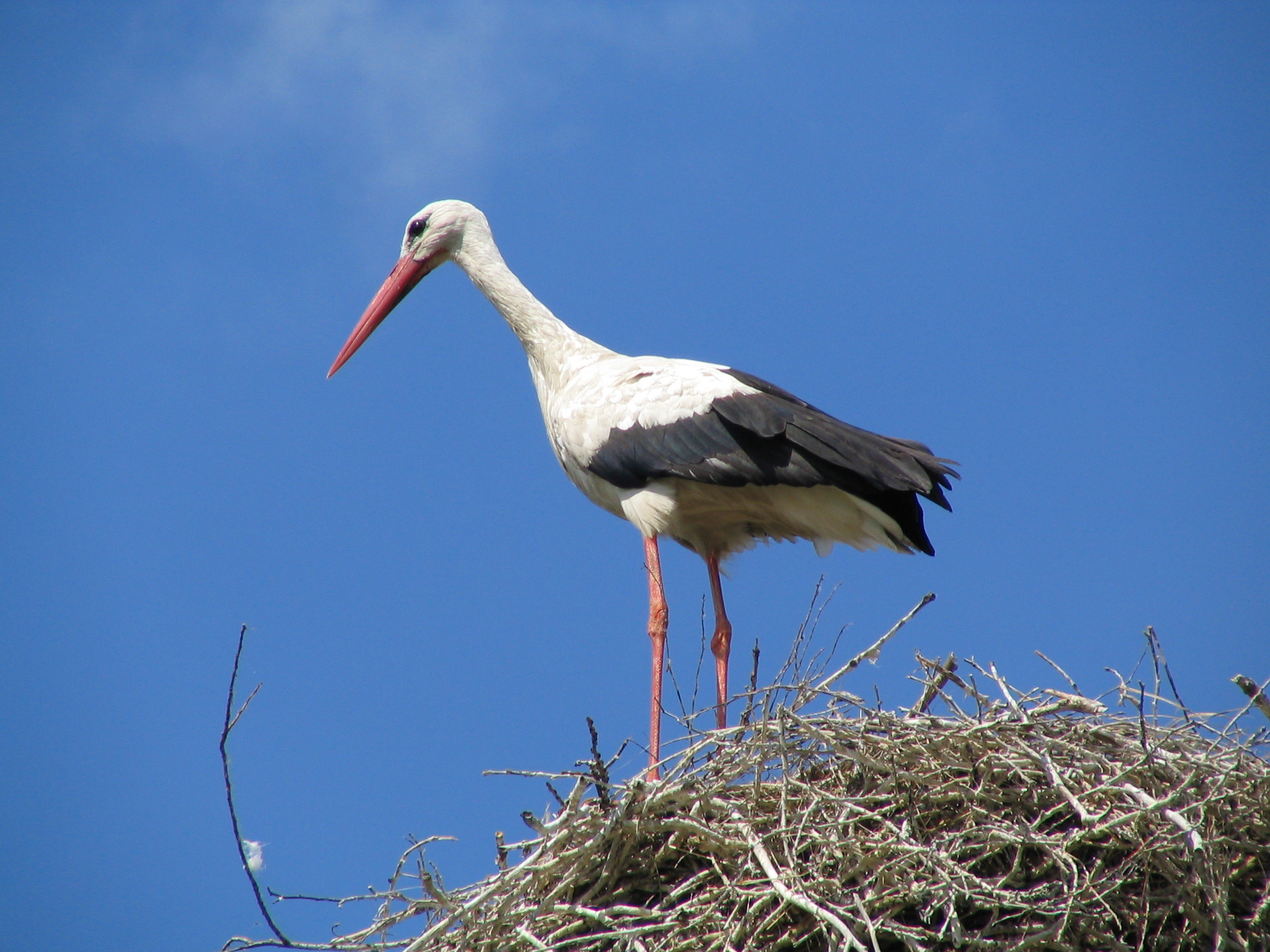White Stork Full HD Wallpaper And Background Image