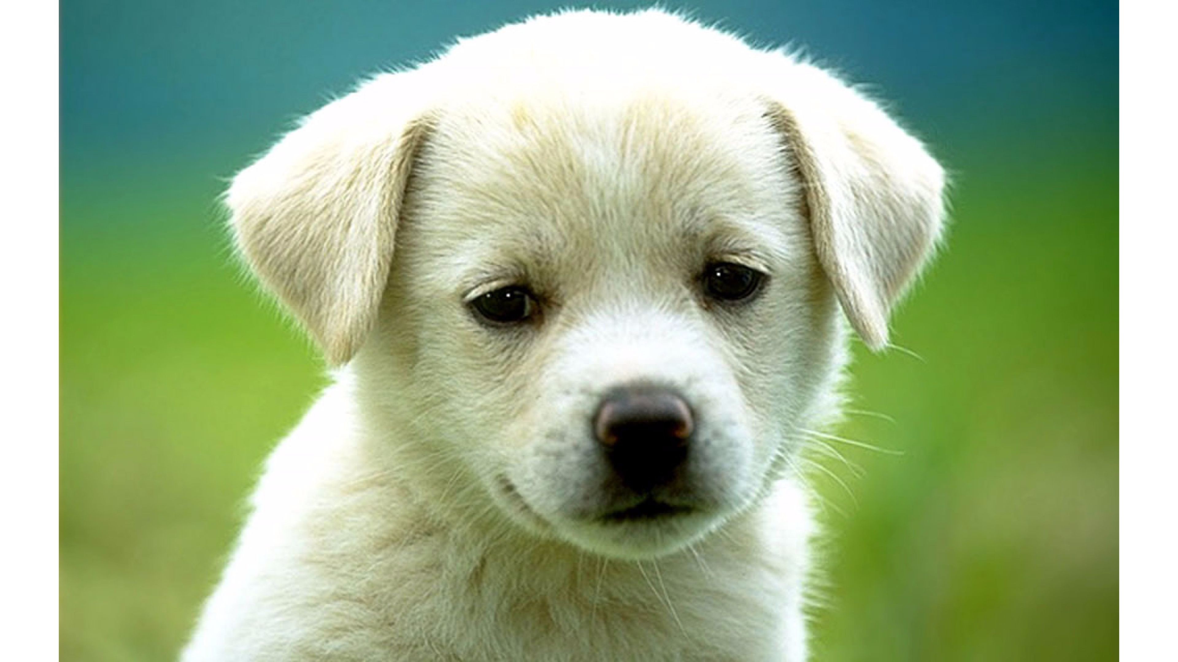 Adorable white puppy on a blurry green background