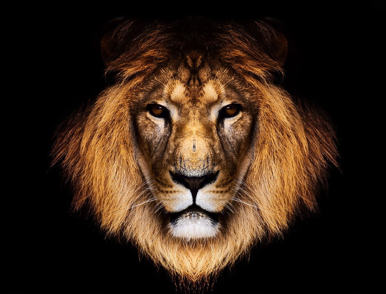 3D Image of Lion  HD Wallpapers