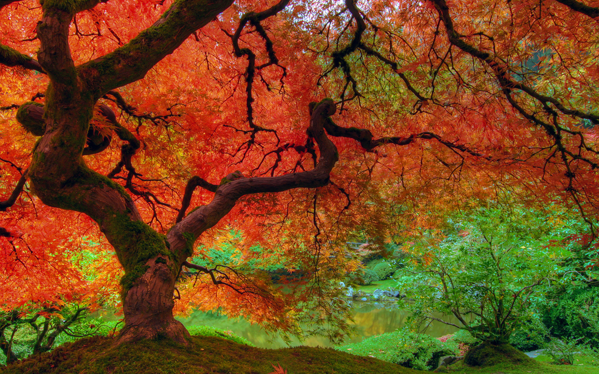 Fall Colors Desktop Wallpaper In HD