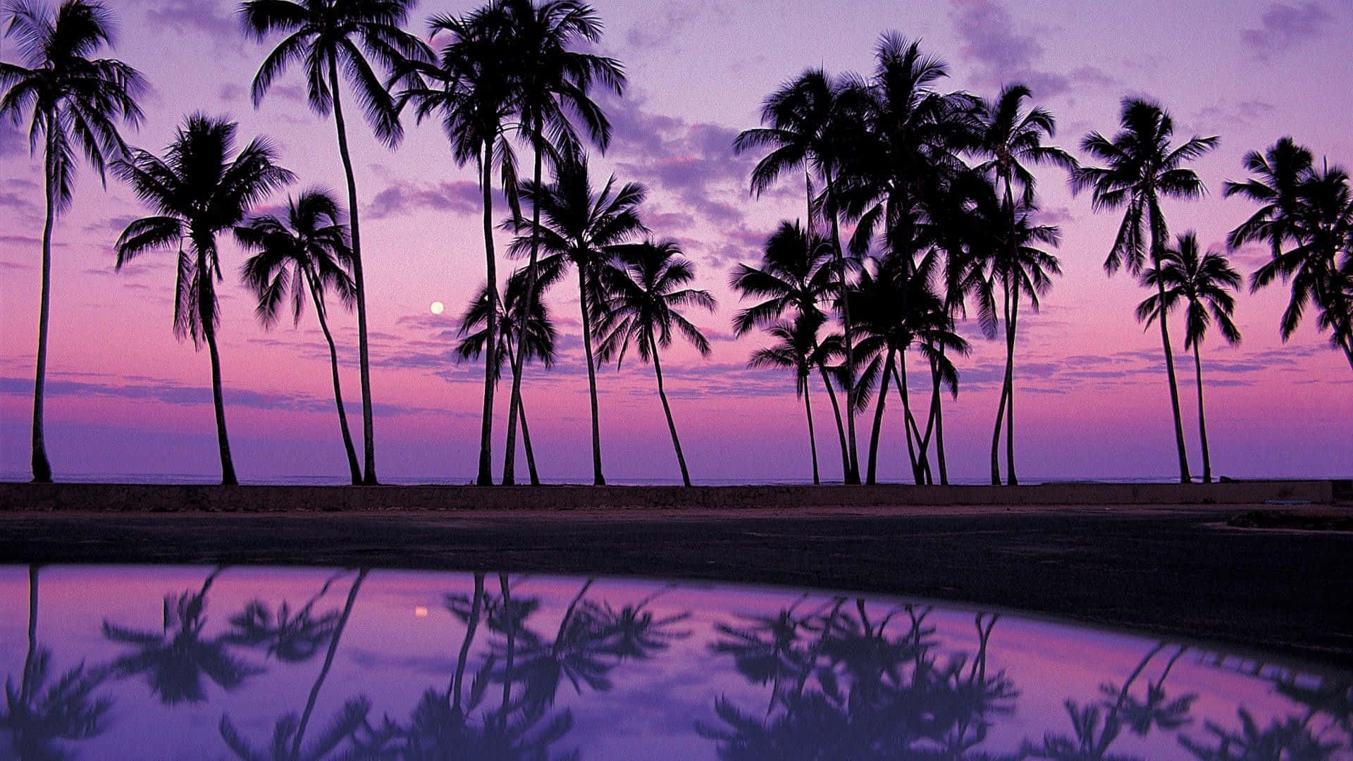 Palm Tree Wallpaper Desktop