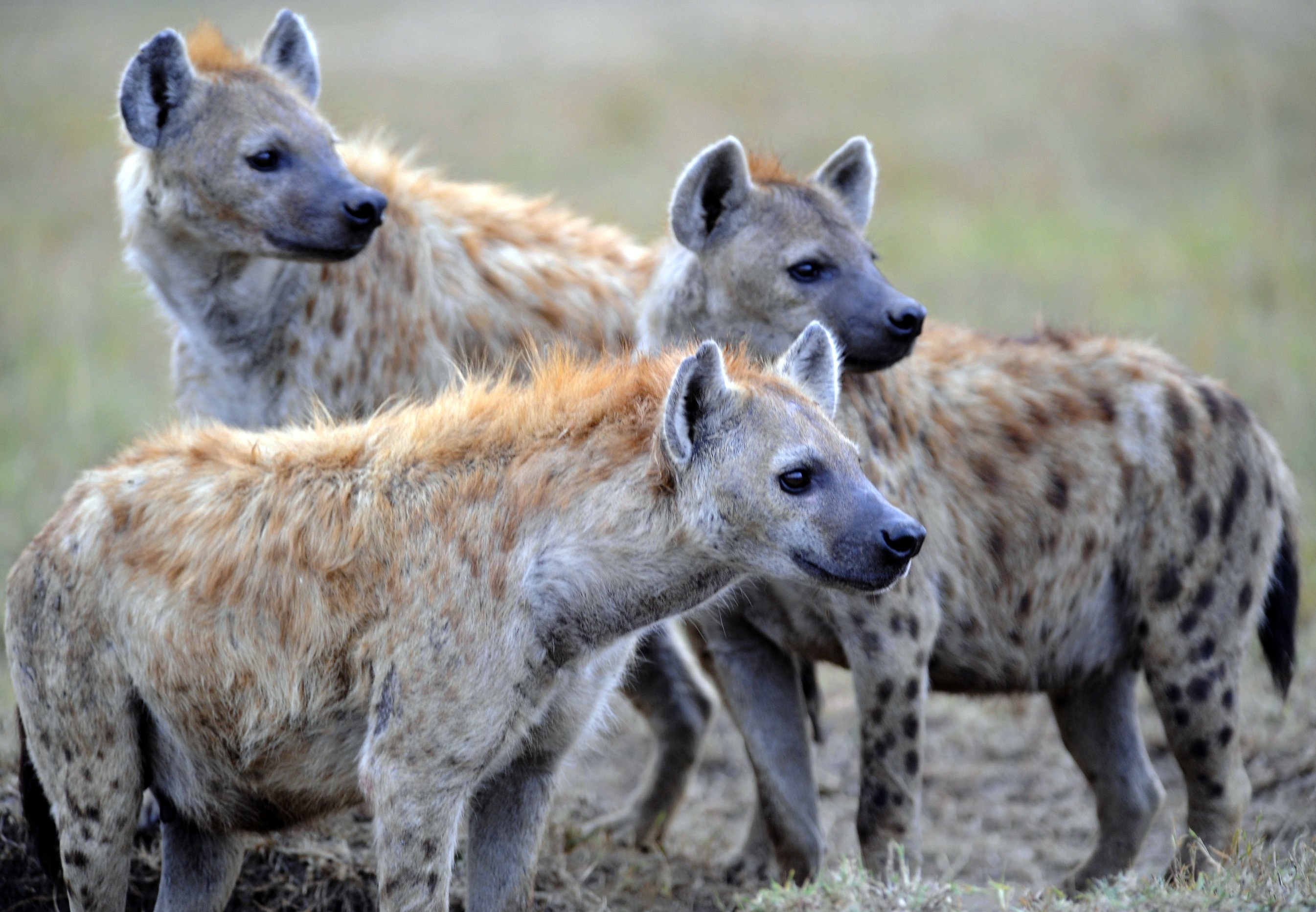 Animal Hyena Wallpaper
