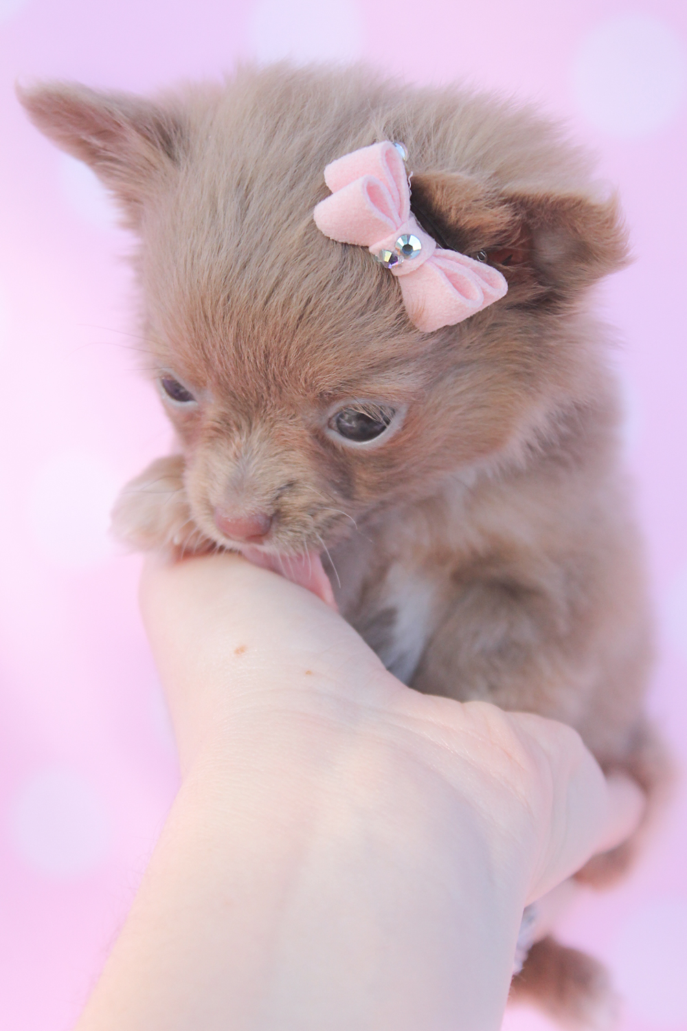 Teacup Chihuahuas For Sale Image Crazy Gallery
