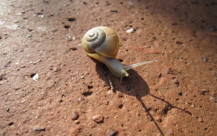 Snails Wallpaper HD