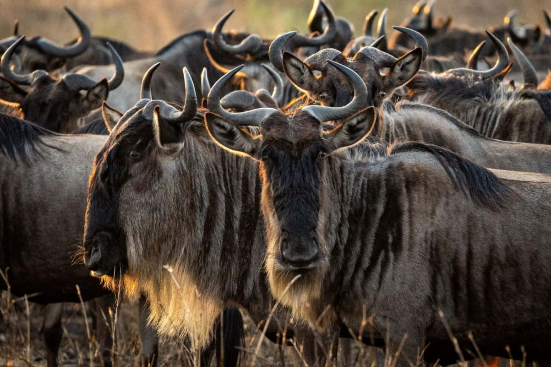 A herd of wildebeest in the African savanna, their dark coats and curved horns prominent against the golden light