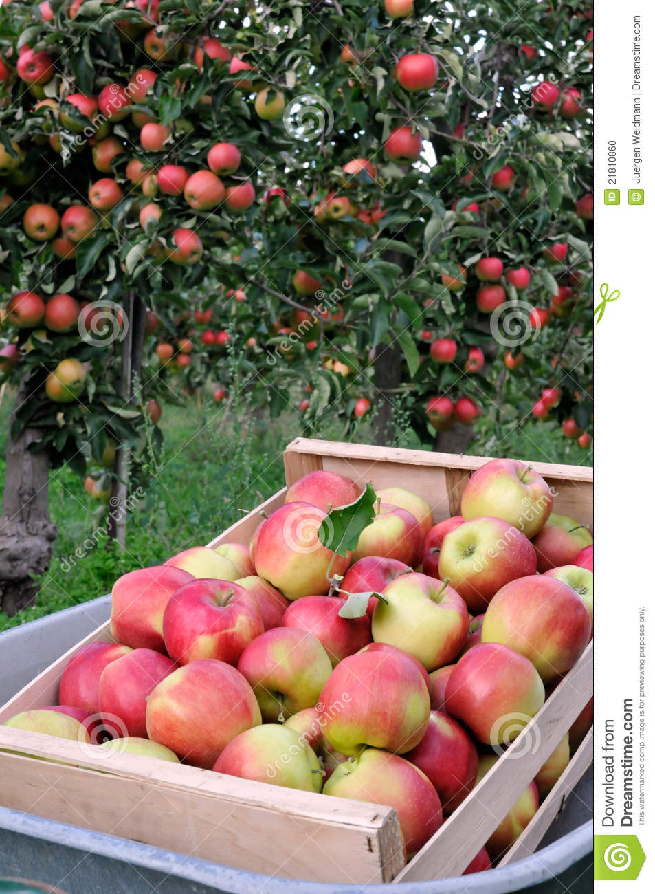 Pin Apple Orchard Wallpaper Muzic
