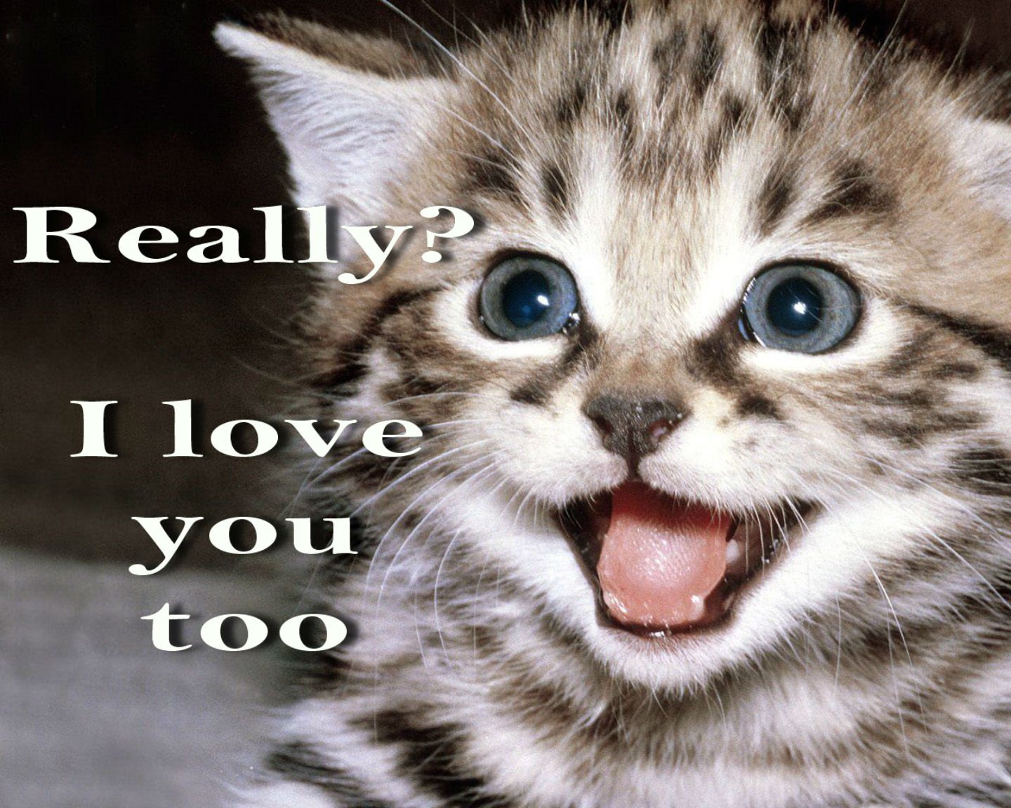 Meme Quote Funny Humor Grumpy Kitten Mood Love Wallpaper Background