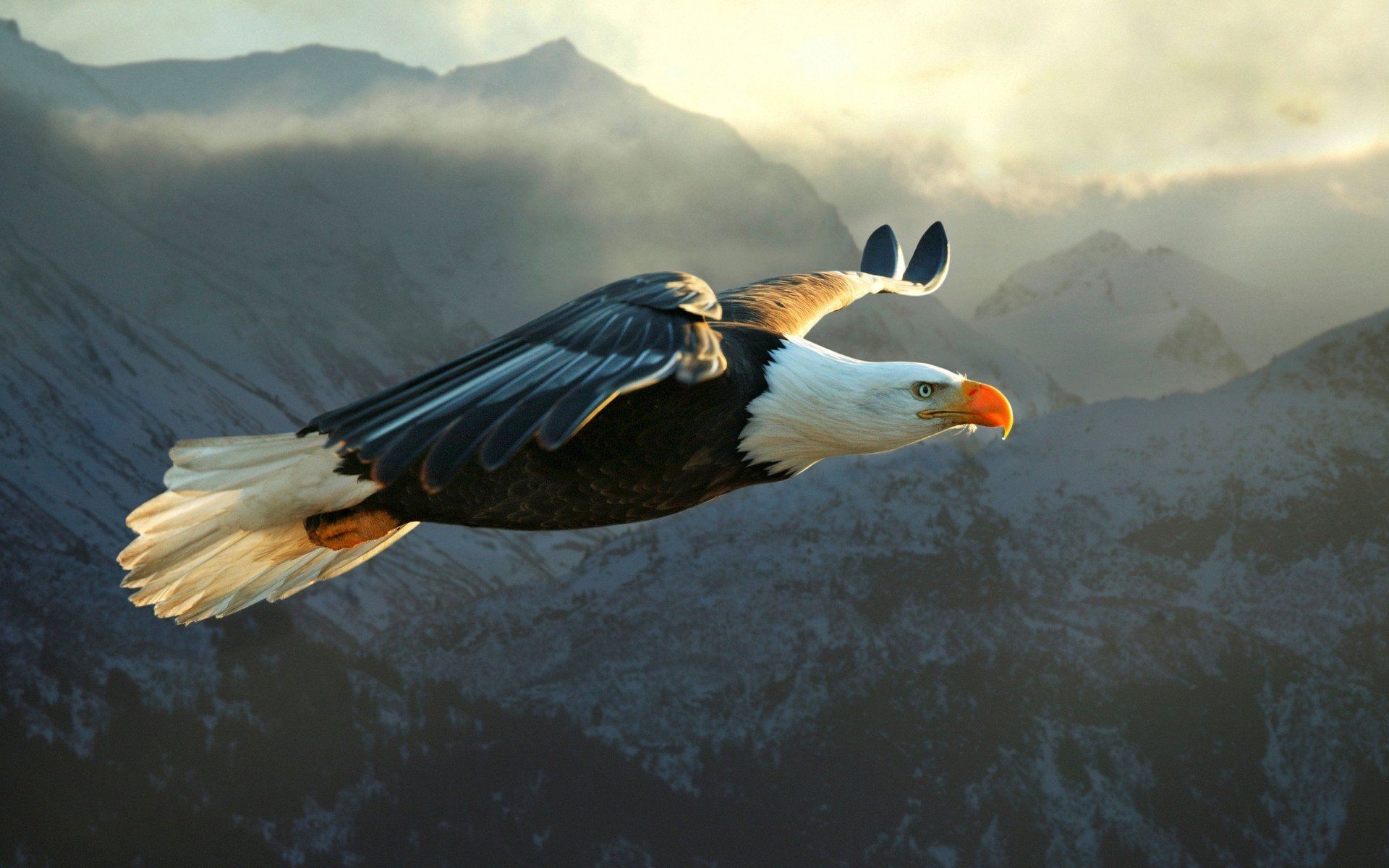 Eagle Flying Wallpaper