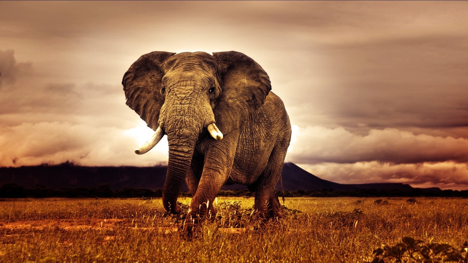 Nature Elephants Africa Wallpaper High Quality