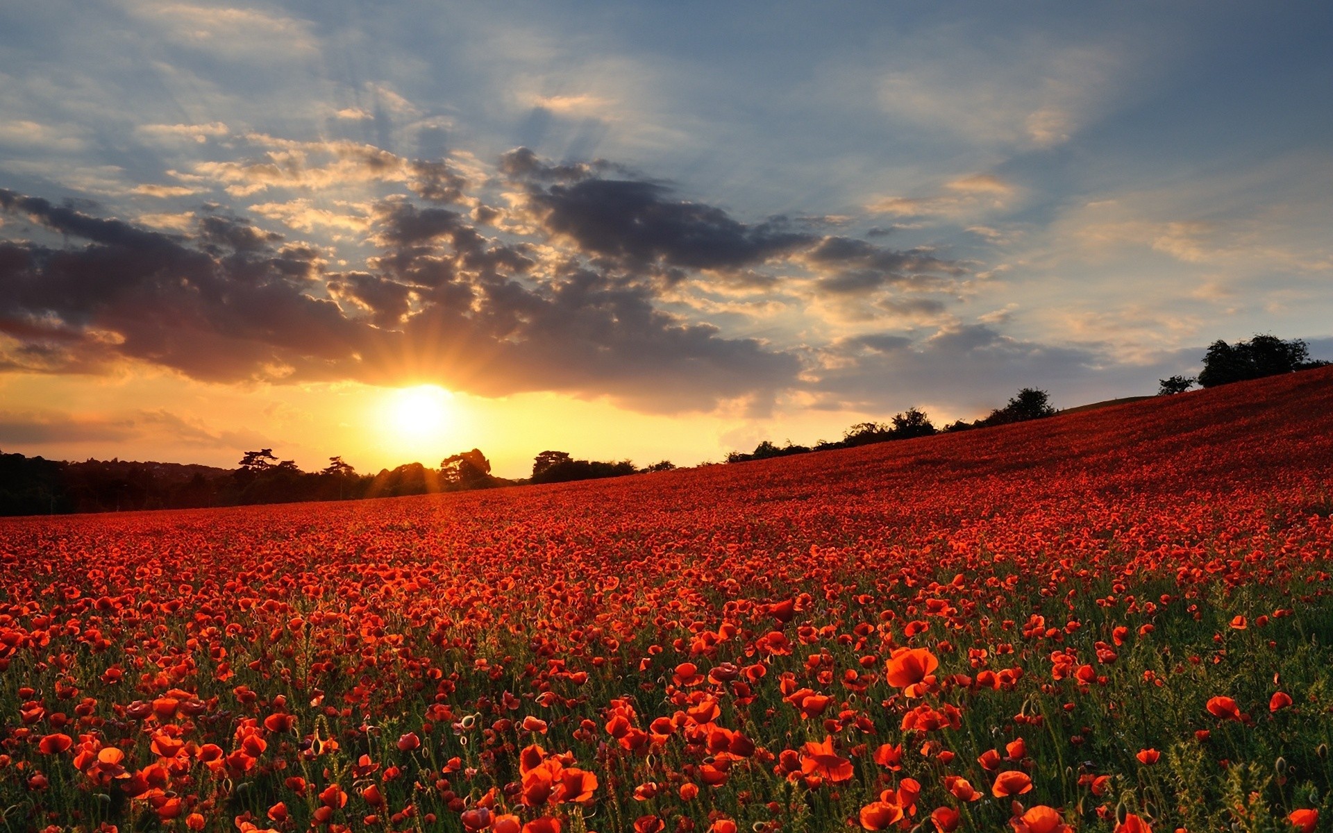 Poppy Field Wallpaper And Image Pictures Photos