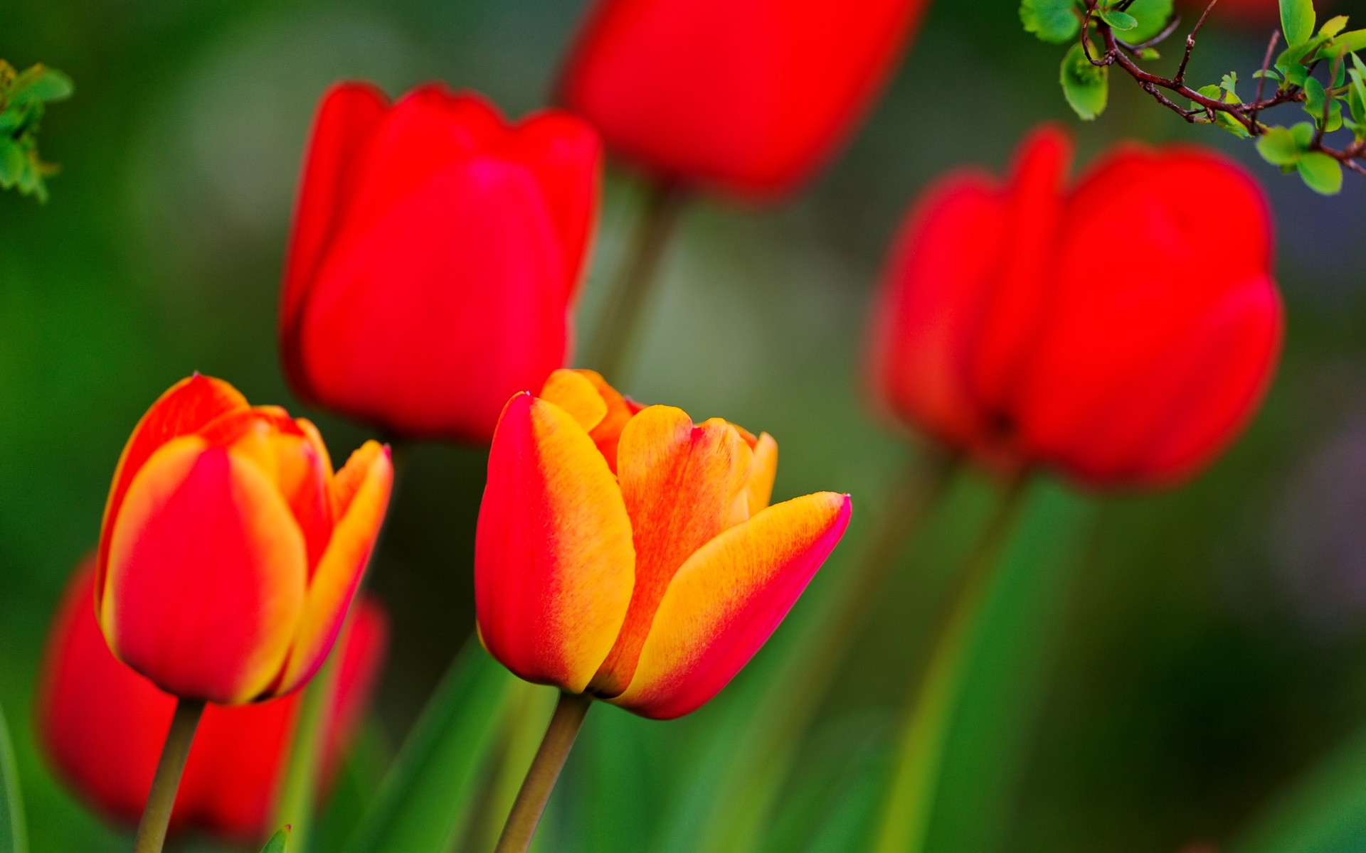 Red And Orange Tulips Wallpaper