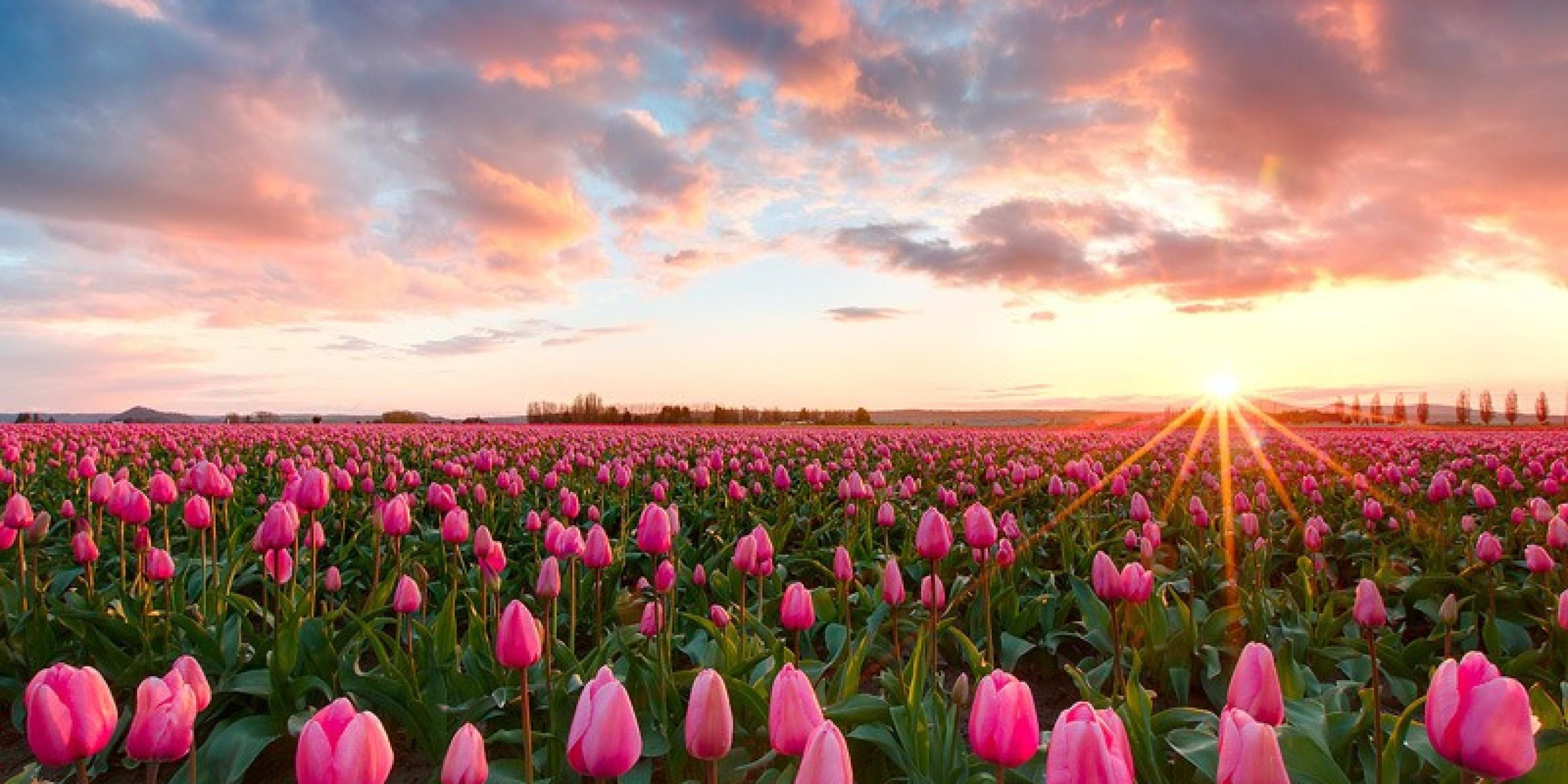 Christianson S Tulip Festival Events Field Wallpaper Skagit