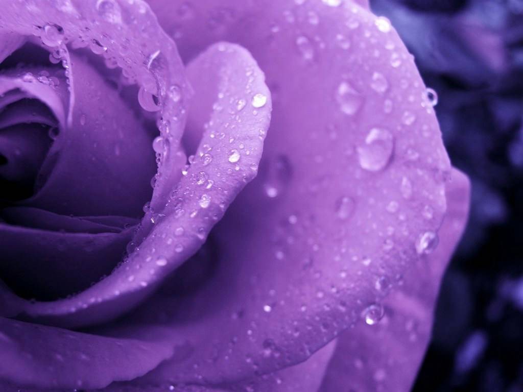 Magnificent Purple Roses Wallpaper