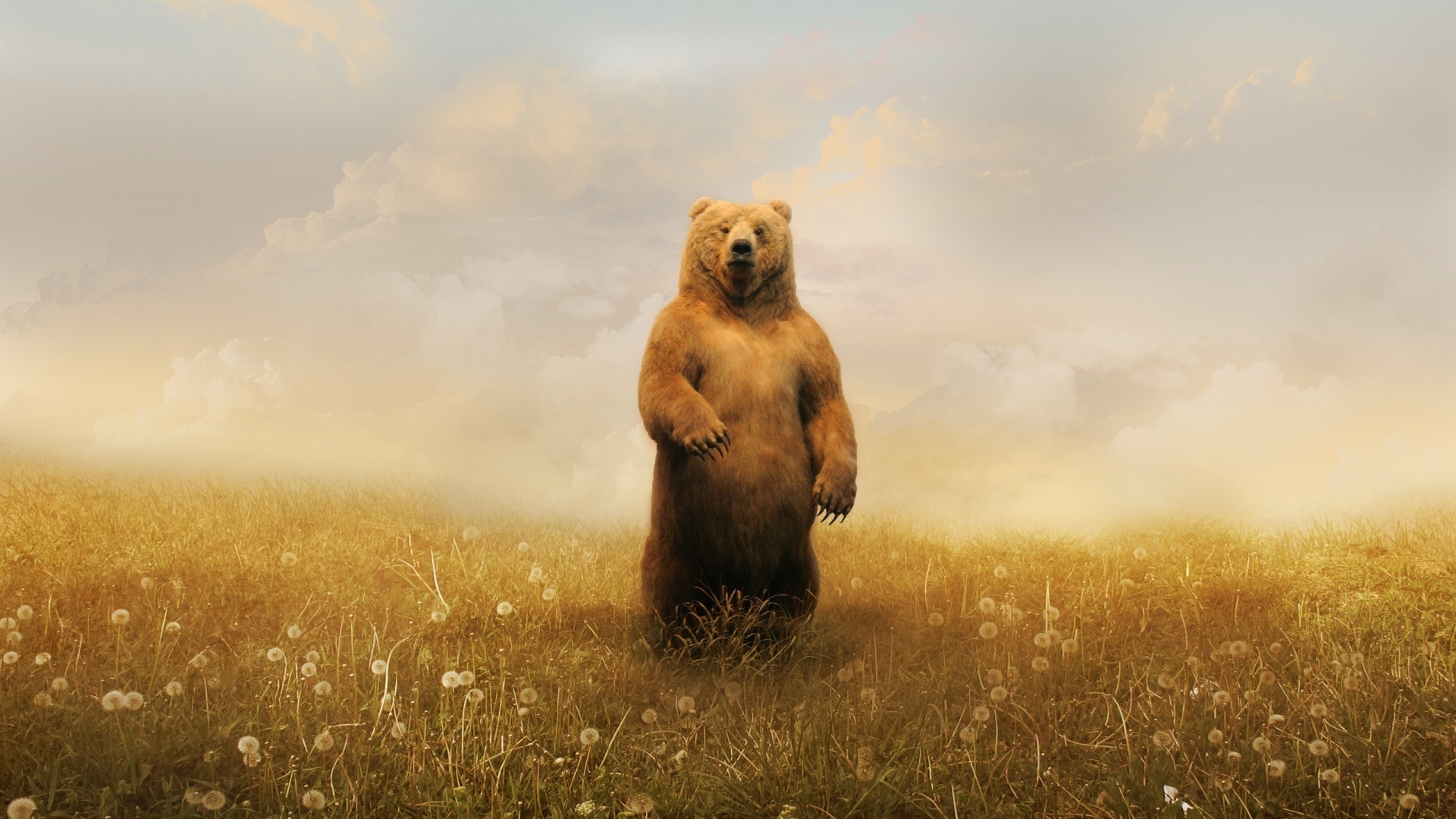 Bear Wallpaper HD Pictures One