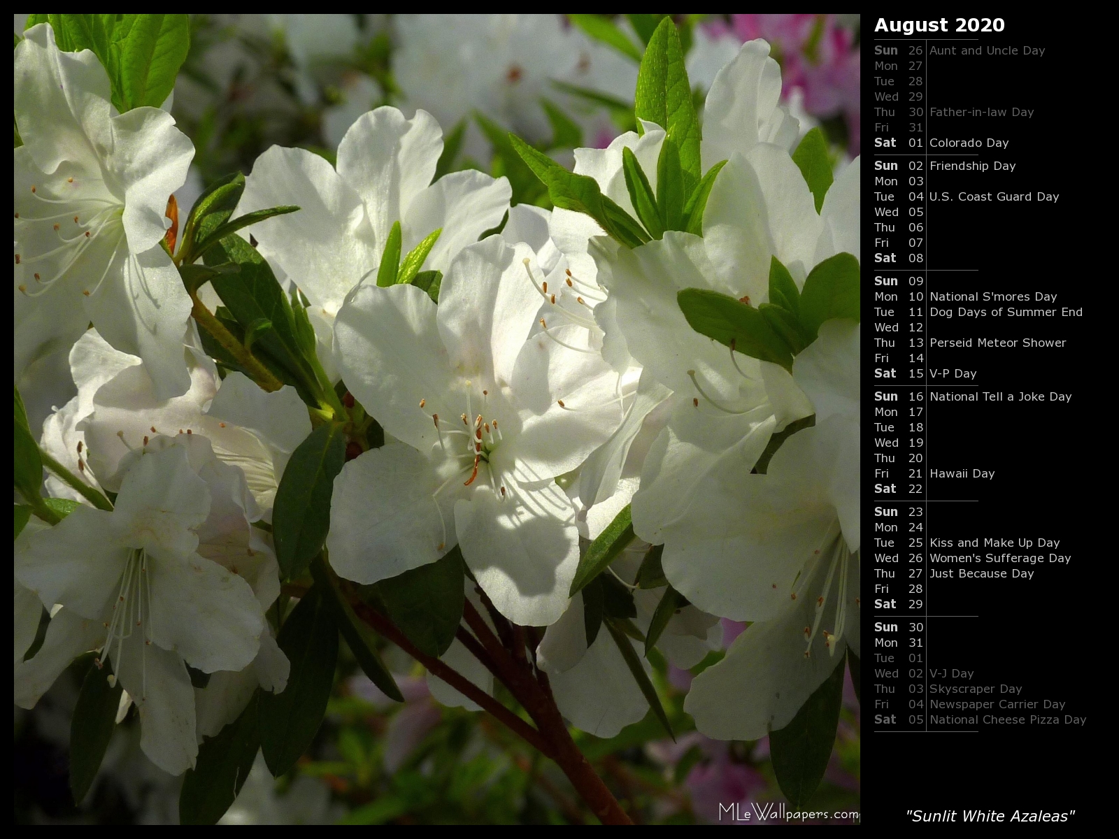Mlewallpaper Sunlit White Azaleas Calendar
