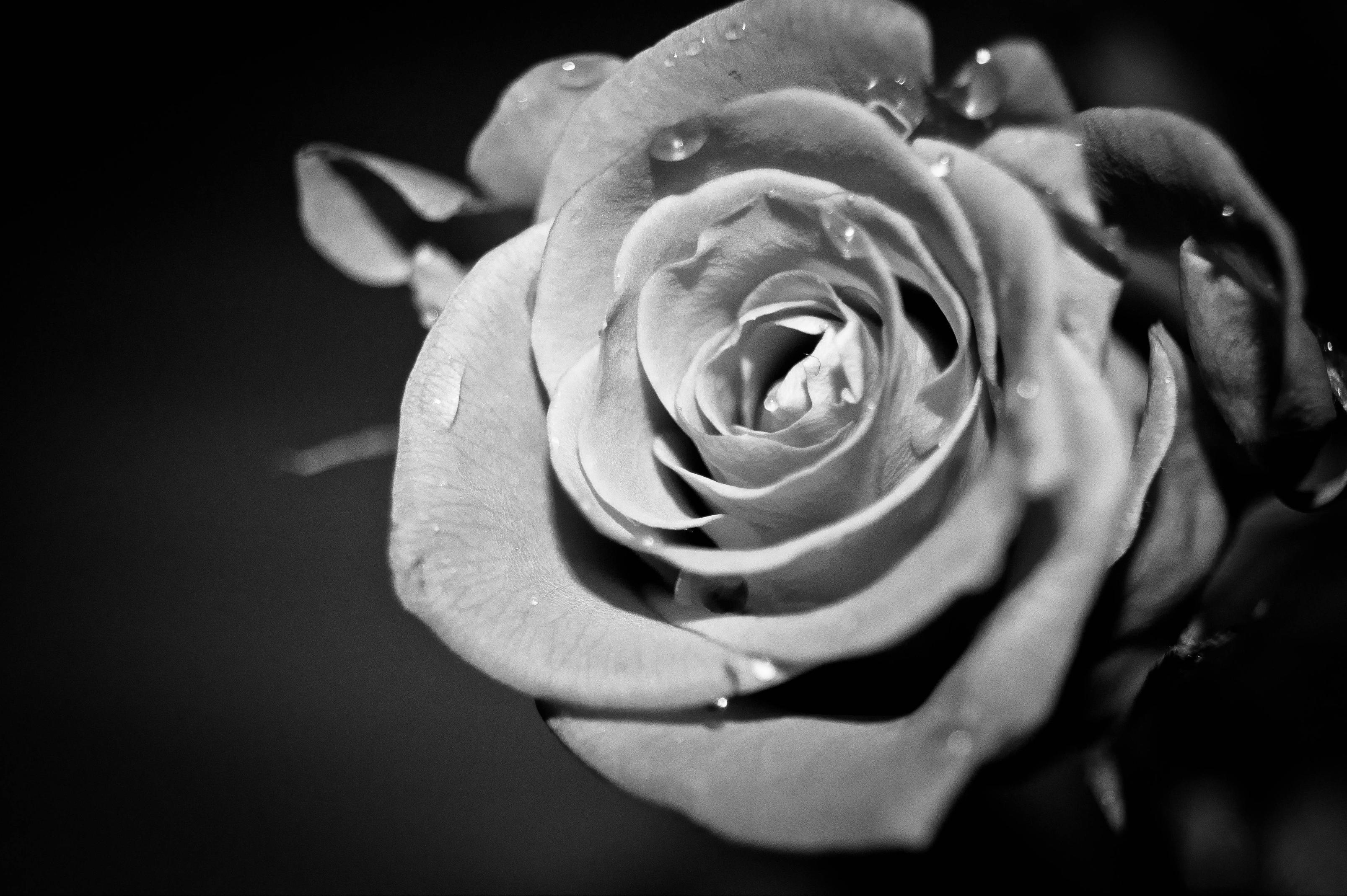 Black And White Roses Wallpapers