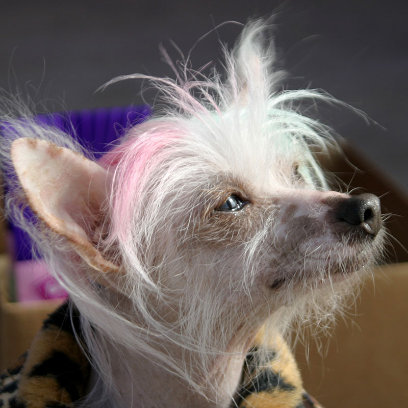 World S Ugliest Dog Competitions Baxterboo
