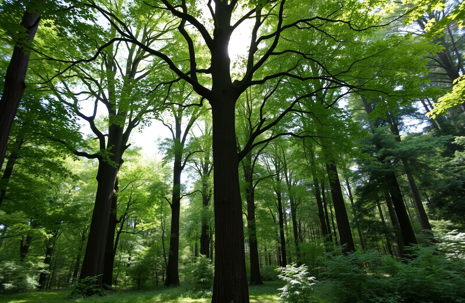 Tree Background Image