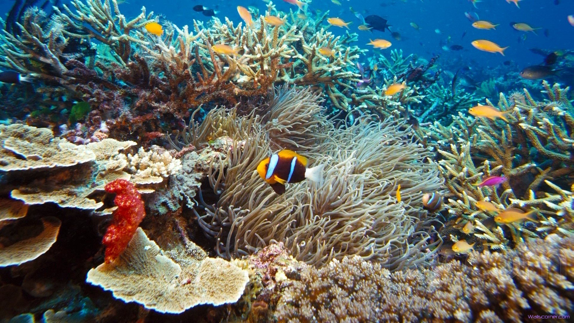 Under The Sea Clown Fish Unique Nature Wallpaper