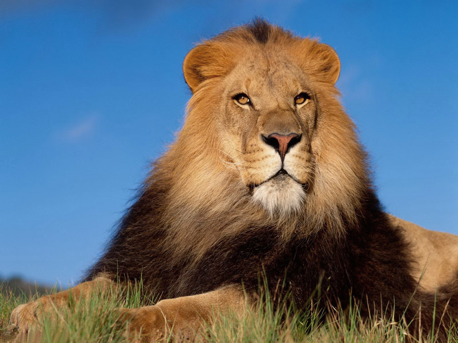 A majestic male lion rests in the grass, gazing intently at the viewer against a vivid blue sky