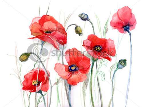 Poppy Flowers Enjoy And Pictures For Your