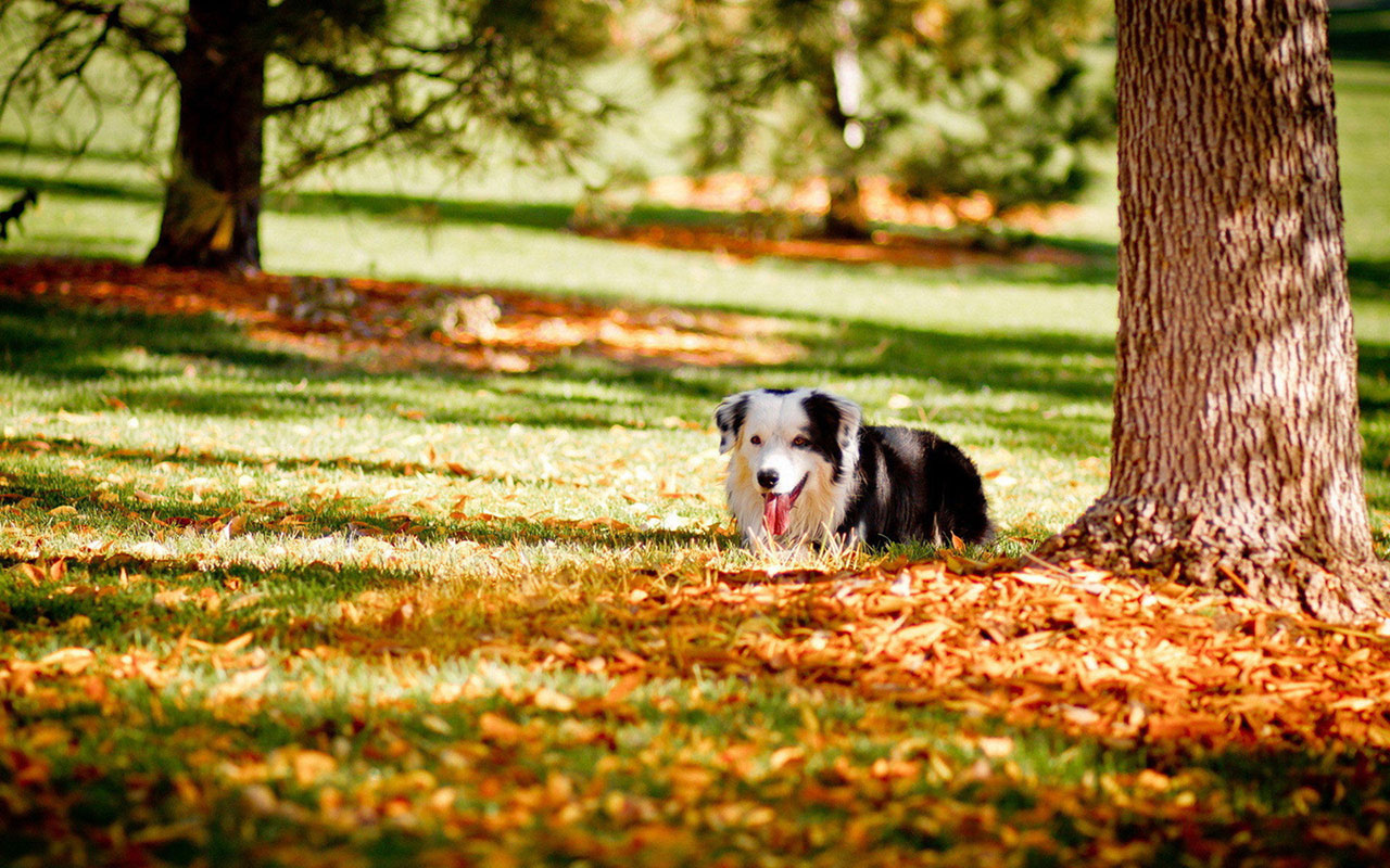Autumn season wallpaper cute dog photography 8 Animal Wallpapers
