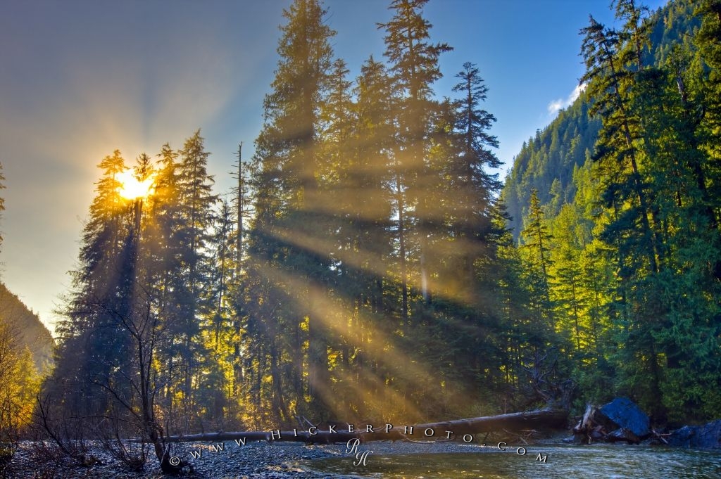 Sunbeams Rainforest Trees Picture Photo Information