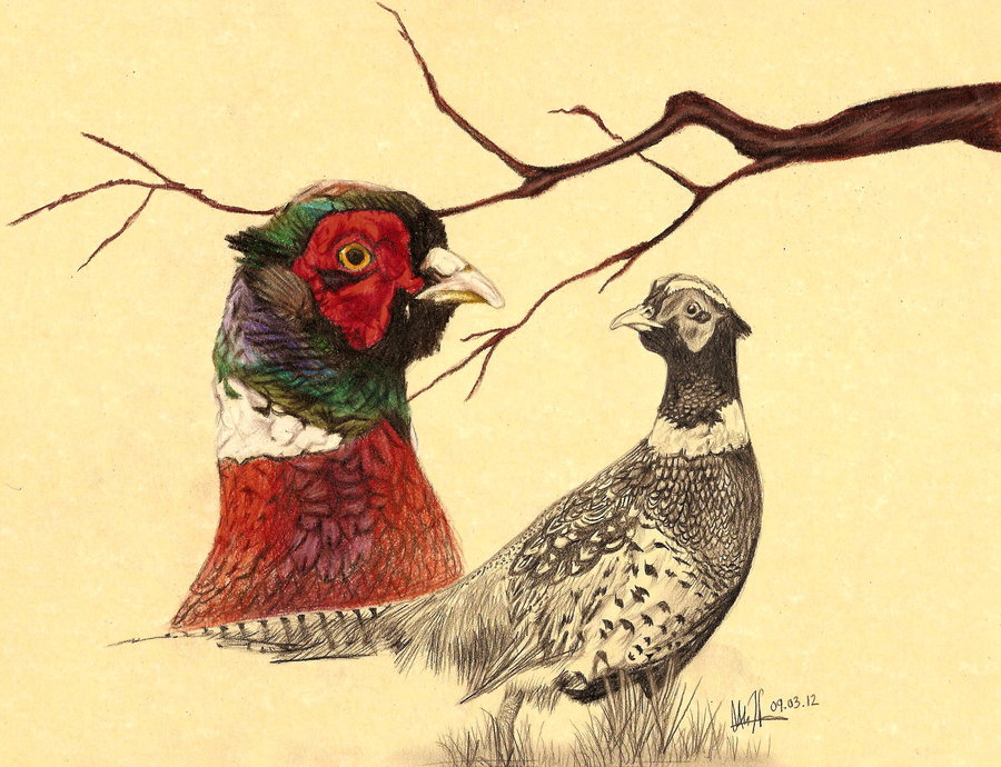 Pheasants Forever Wallpaper By